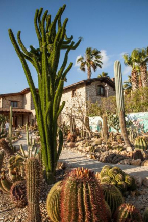 Garden Cactus